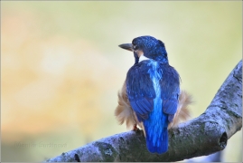 <p>LEDŇÁČEK ŘÍČNÍ (Alcedo attis) Šluknovsko - Jiříkov /Common kingfisher - Eisvogel/</p>
